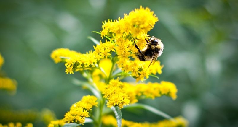 landscapers save endangered bees