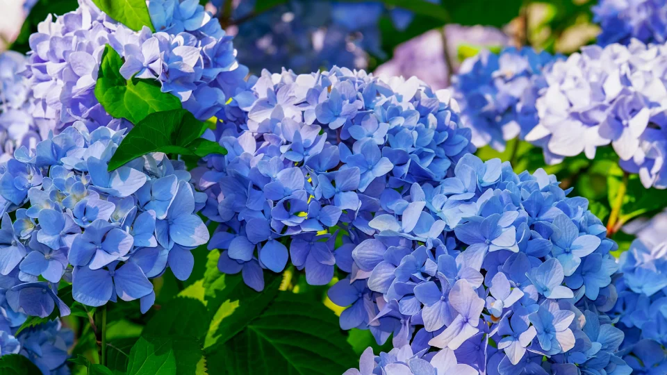 hydrangeas